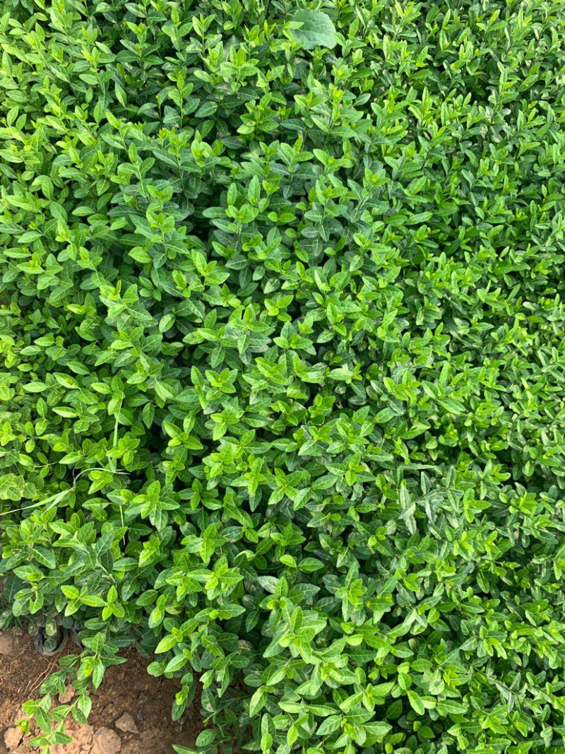 绿化苗木