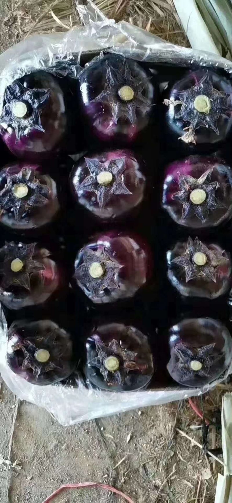 邯郸精品茄子圆茄一手货源常年供货实力代收来电咨询