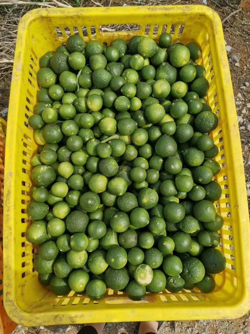 小青柑