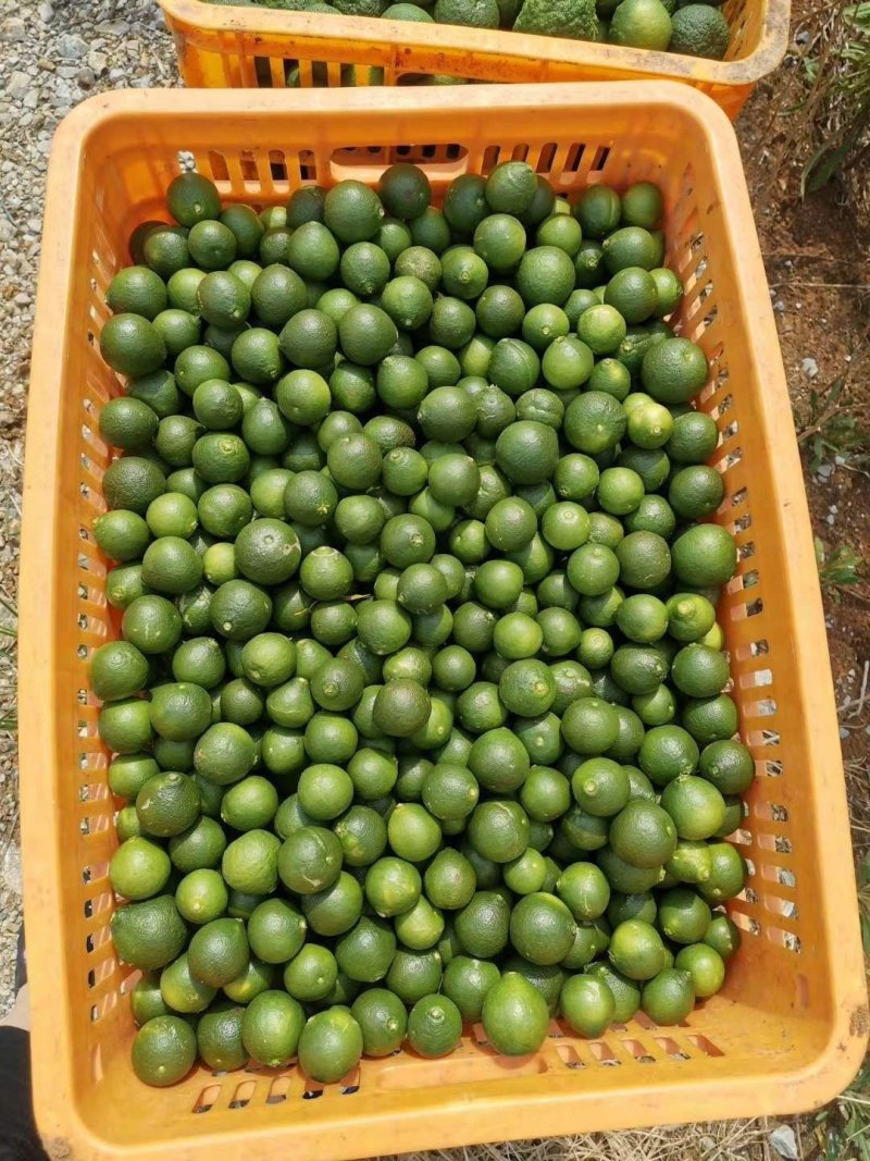 小青柑