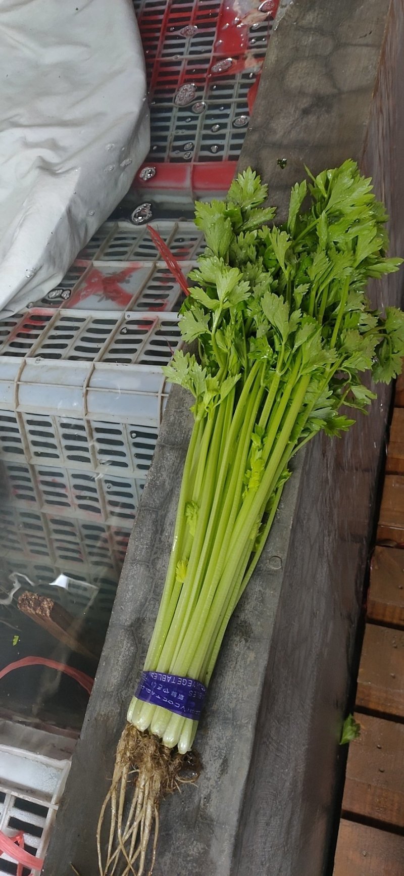 山芹