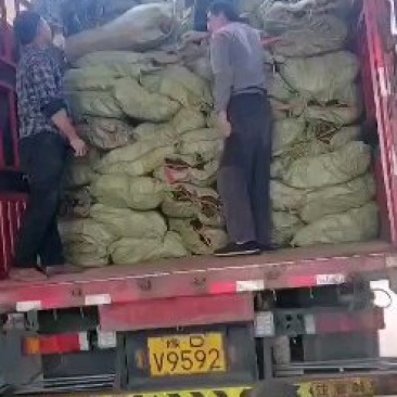 【热热热】粉条厂手工机制均有保质保量物美价廉欢迎采购