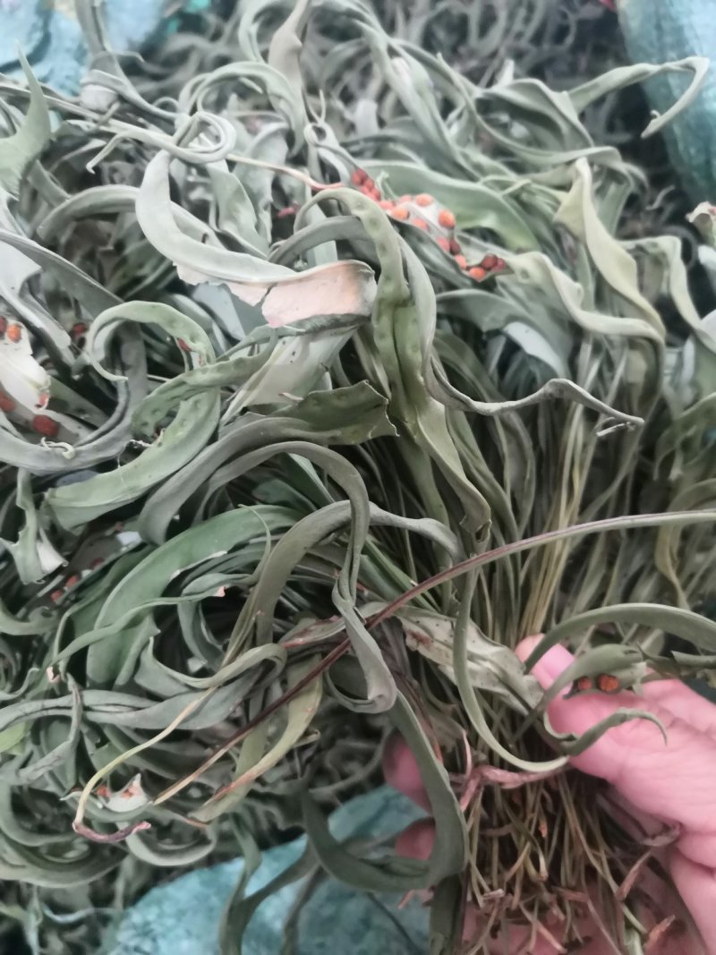 化石草野生化石草产于云南大理地区，大叶子，有孢子，纯野生