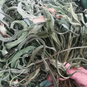 化石草野生化石草产于云南大理地区，大叶子，有孢子，纯野生