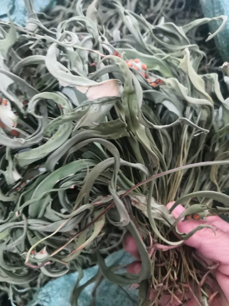 化石草野生化石草产于云南大理地区，大叶子，有孢子，纯野生