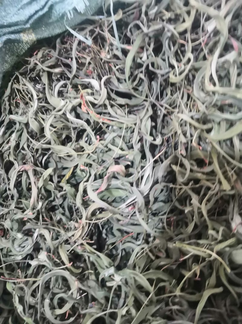 化石草野生化石草产于云南大理地区，大叶子，有孢子，纯野生