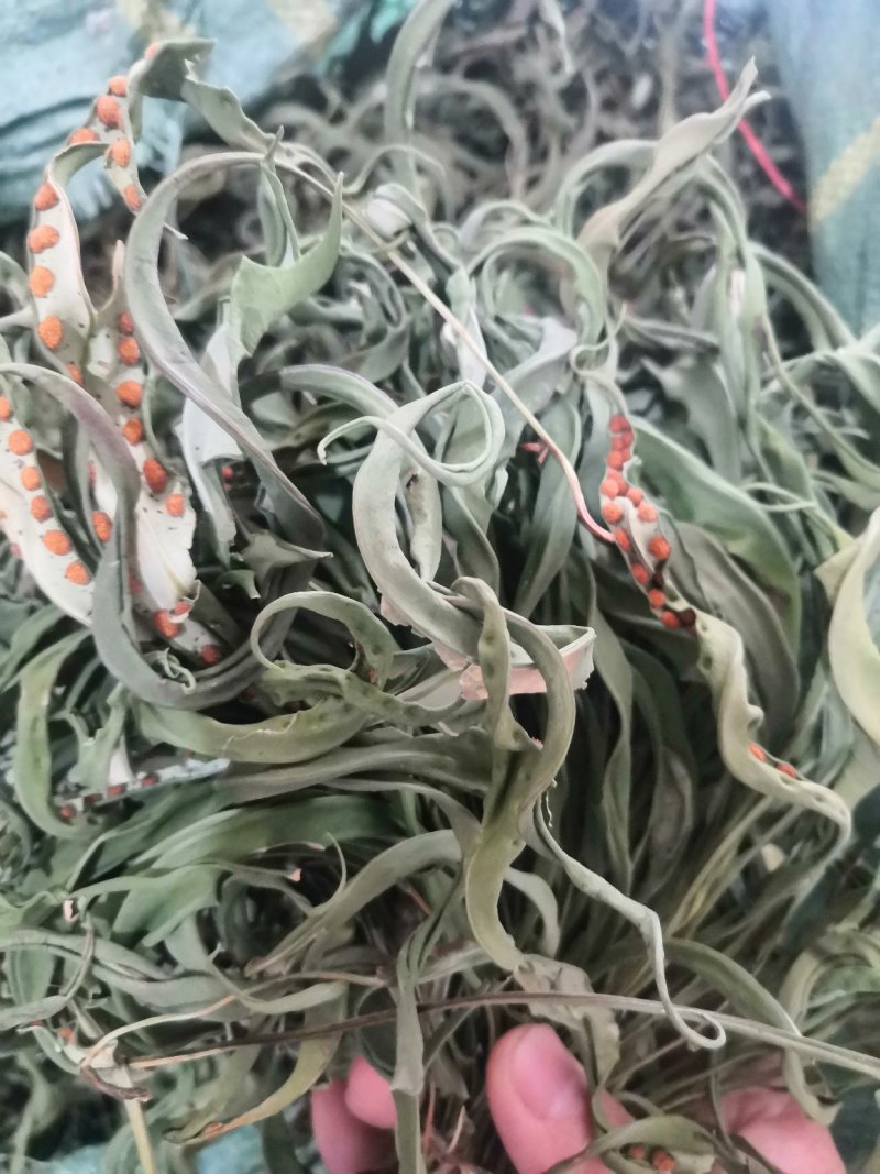 化石草野生化石草产于云南大理地区，大叶子，有孢子，纯野生