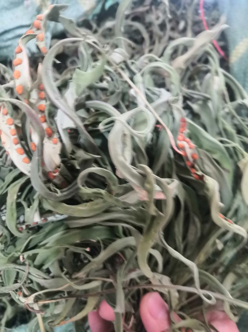 化石草野生化石草产于云南大理地区，大叶子，有孢子，纯野生