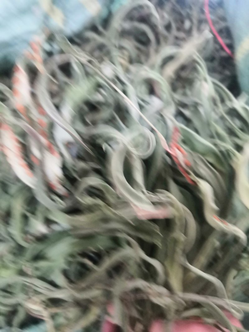 化石草野生化石草产于云南大理地区，大叶子，有孢子，纯野生