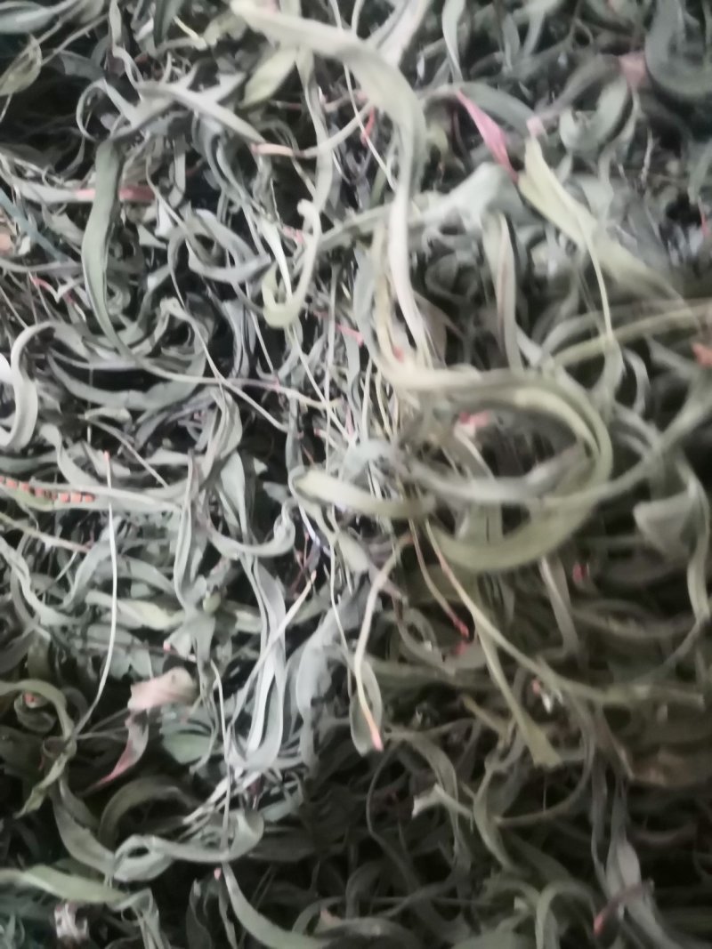 化石草野生化石草产于云南大理地区，大叶子，有孢子，纯野生