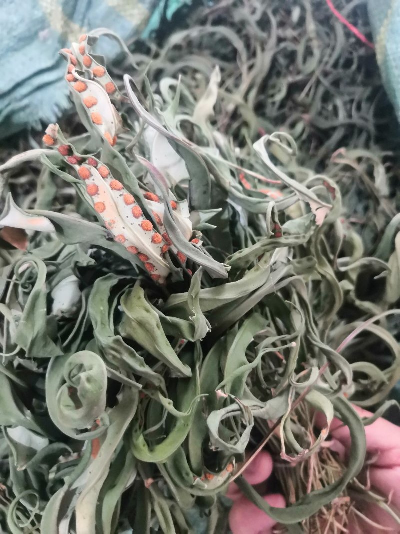 化石草野生化石草产于云南大理地区，大叶子，有孢子，纯野生