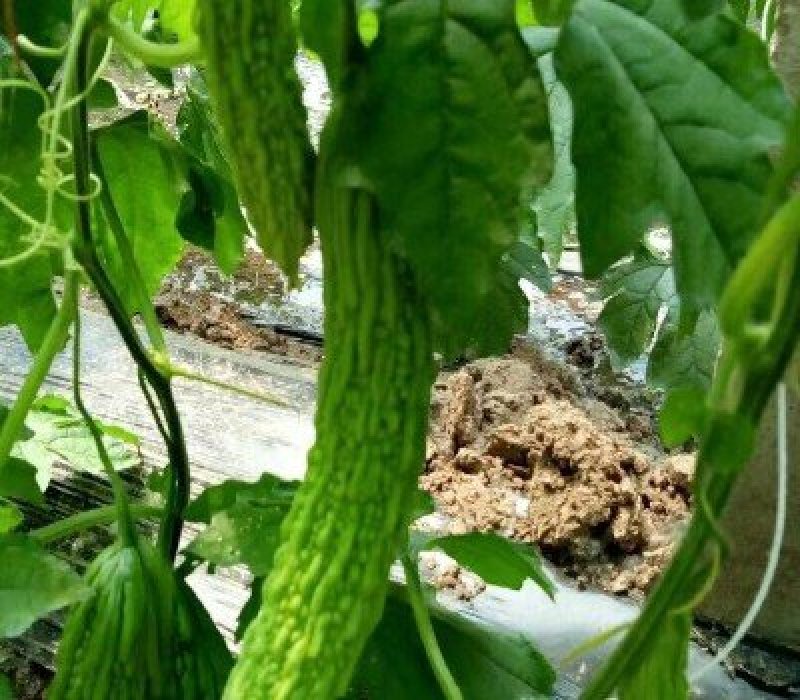 自家种植现摘现发