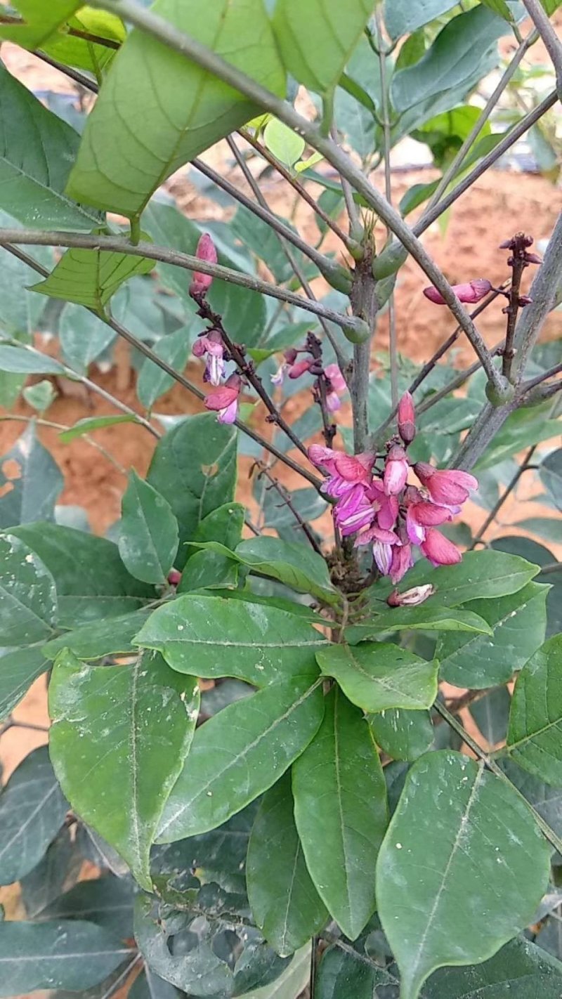玉郎伞，虾须草，龙眼参，土甘草