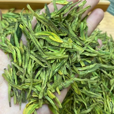 新茶明前雨后茶龙井茶浓香型韶关市南雄龙井茶500g包邮