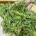 新茶明前雨后茶龙井茶浓香型韶关市南雄龙井茶500g包邮