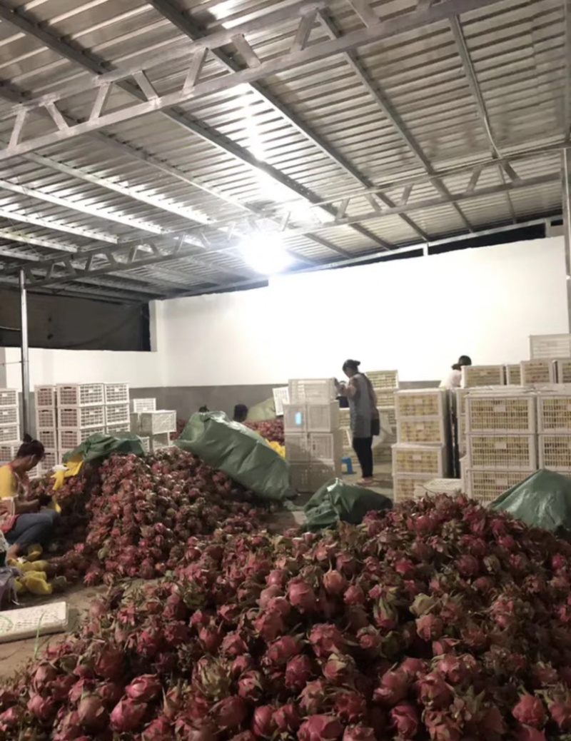 大量火龙果上市、欢迎各大老板看货。支持一件代发。