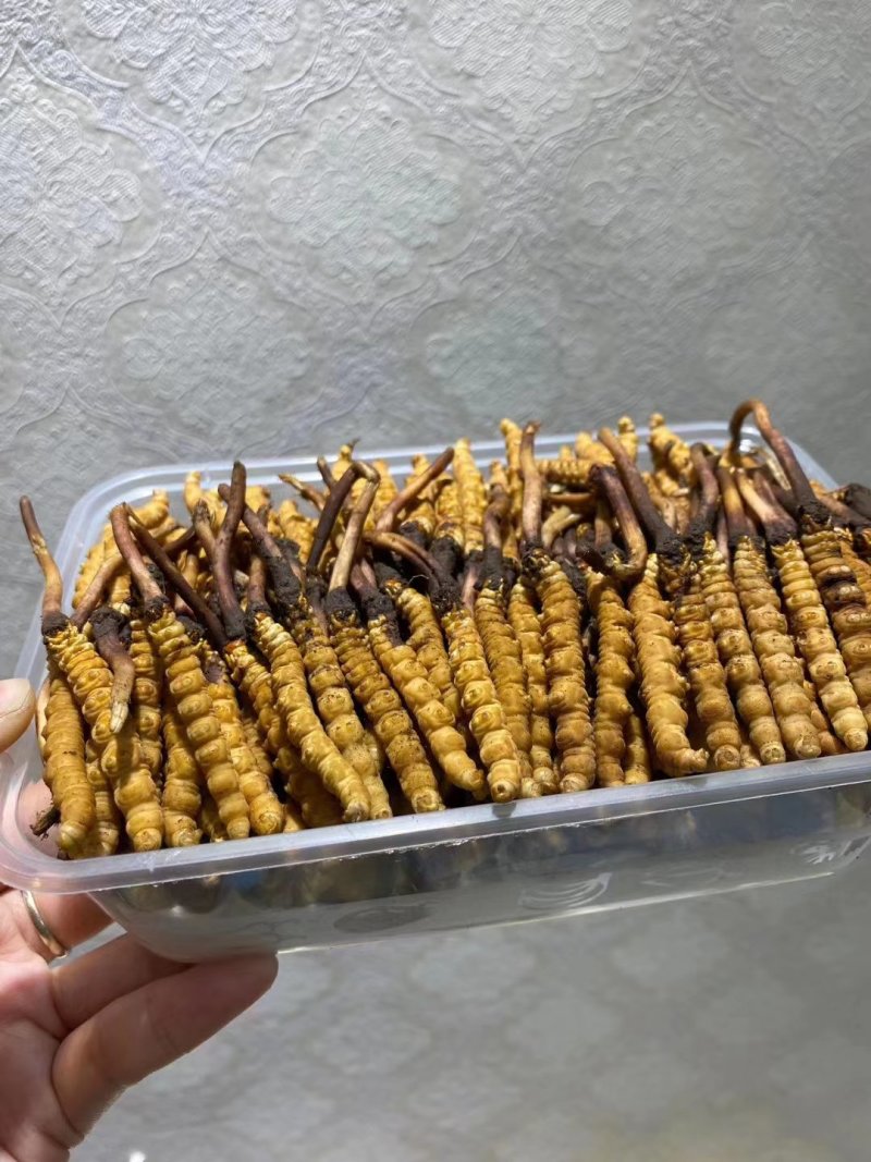 西藏那曲精选精品冬虫夏草