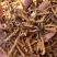 西藏那曲精选精品冬虫夏草