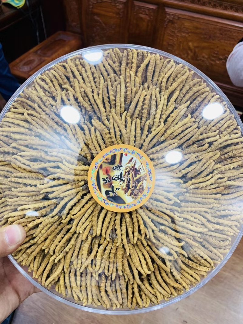 西藏那曲精选精品冬虫夏草
