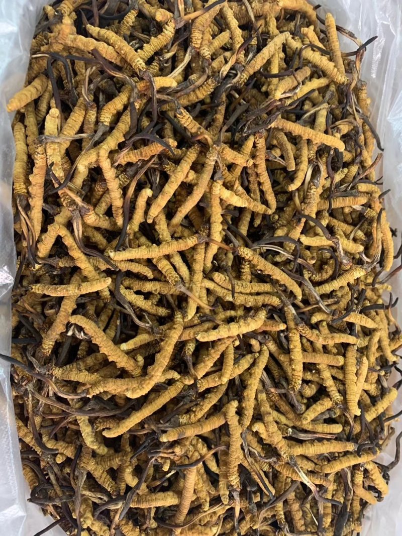 西藏那曲精选精品冬虫夏草