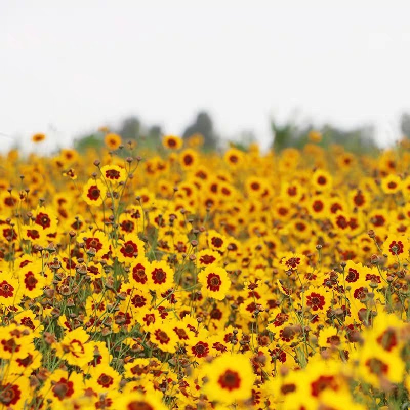 蛇目菊种子花种子昆仑雪菊花种子四季种易活工程庭院室外花草
