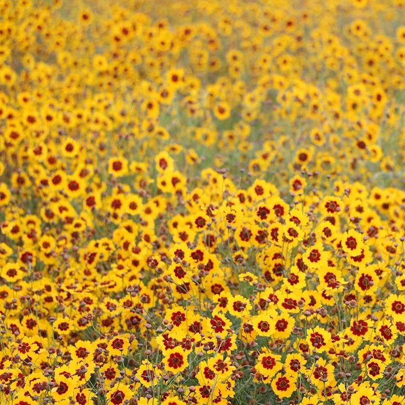 蛇目菊种子花种子昆仑雪菊花种子四季种易活工程庭院室外花草