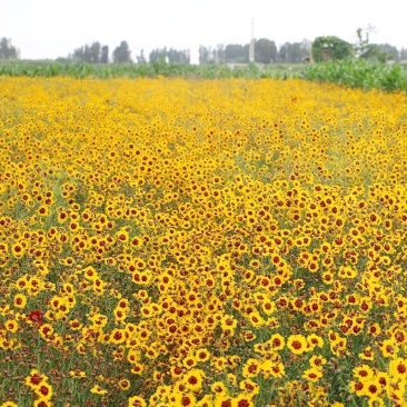 蛇目菊种子花种子昆仑雪菊花种子四季种易活工程庭院室外花草
