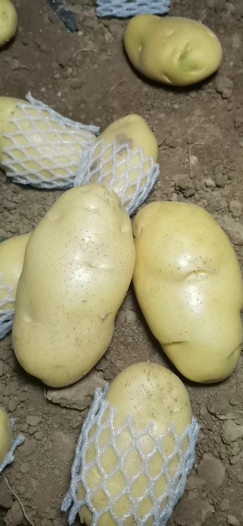 【黄心土豆】荷兰十五黄心土豆产地直发无虫眼无青头
