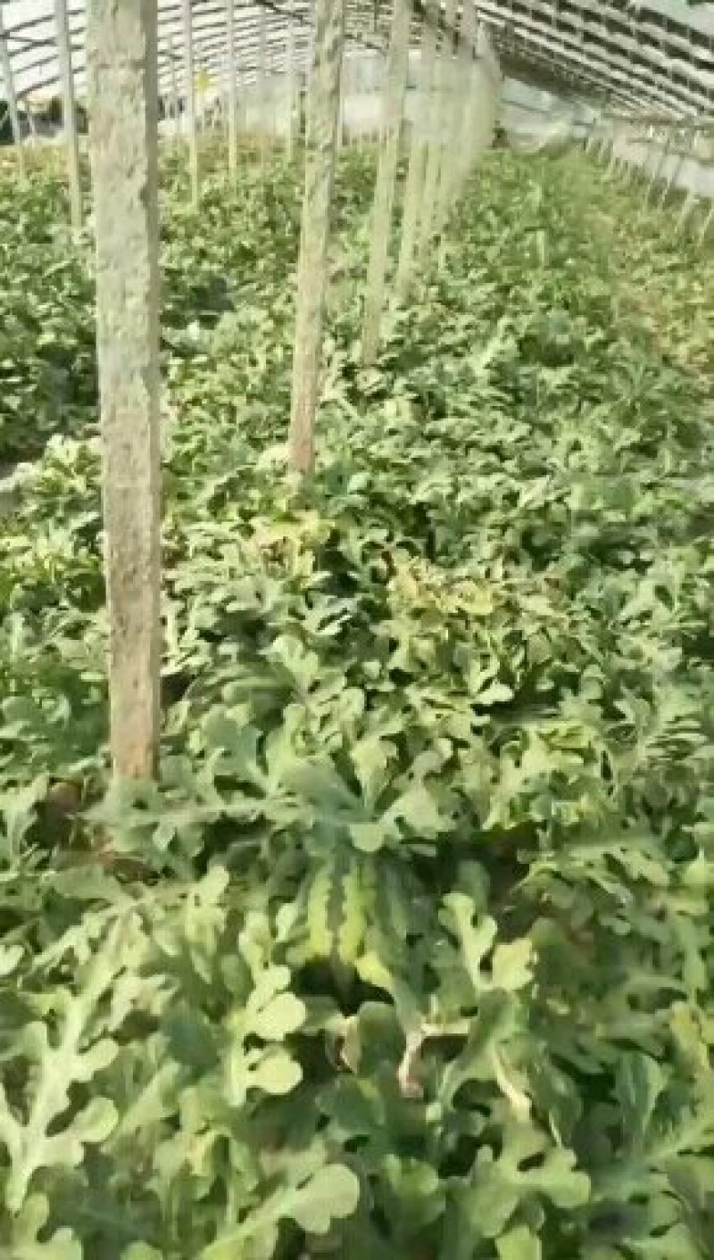 代购西瓜，锦王，甜王，一等瓜漏，诚信第一