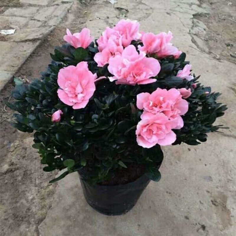 【带花苞发货】杜鹃花盆栽四季开花室内阳台植物盆栽绿植花卉