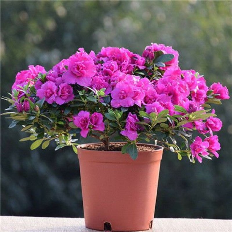 【带花苞发货】杜鹃花盆栽四季开花室内阳台植物盆栽绿植花卉
