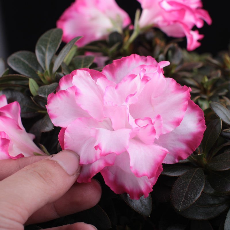 【带花苞发货】杜鹃花盆栽四季开花室内阳台植物盆栽绿植花卉