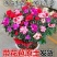 【带花苞发货】杜鹃花盆栽四季开花室内阳台植物盆栽绿植花卉