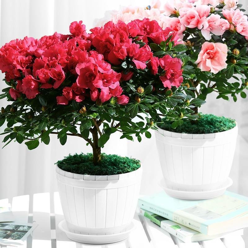 【带花苞发货】杜鹃花盆栽四季开花室内阳台植物盆栽绿植花卉