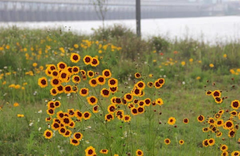 蛇目菊种子花种子昆仑雪菊花种子四季种易活工程庭院室外花草