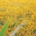 蛇目菊种子花种子昆仑雪菊花种子四季种易活工程庭院室外花草