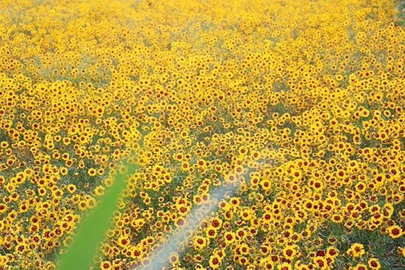 蛇目菊种子花种子昆仑雪菊花种子四季种易活工程庭院室外花草