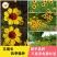 蛇目菊种子花种子昆仑雪菊花种子四季种易活工程庭院室外花草