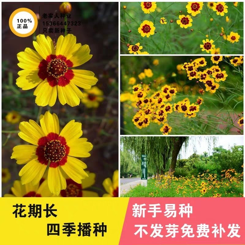 蛇目菊种子花种子昆仑雪菊花种子四季种易活工程庭院室外花草
