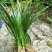 大深山里的野野生石菖蒲
