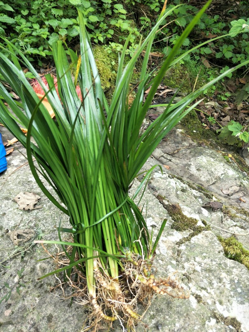大深山里的野野生石菖蒲