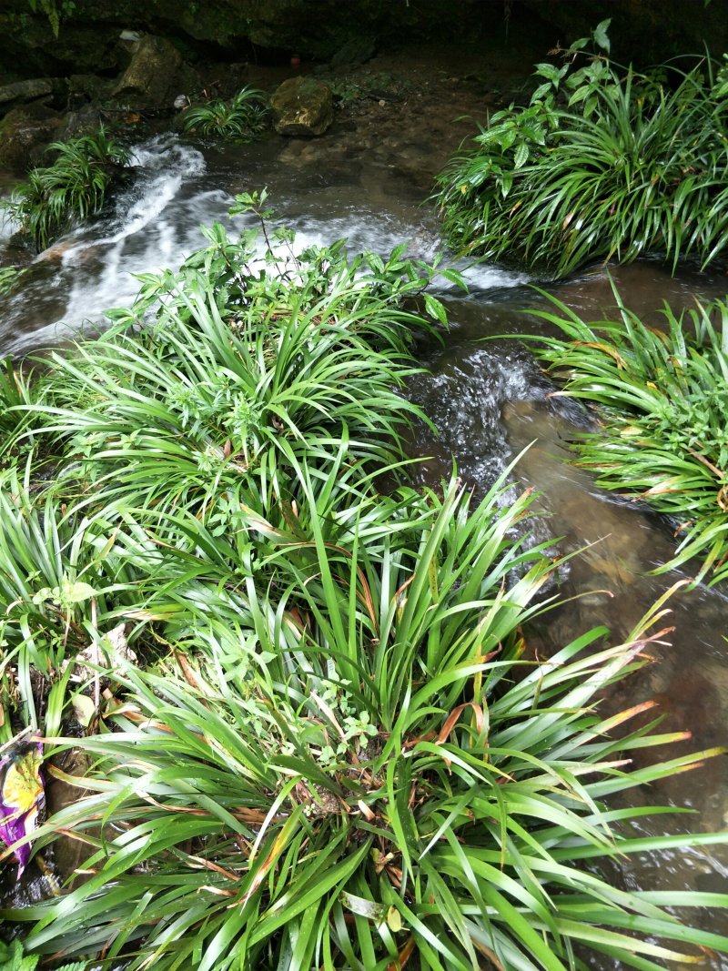 大深山里的野野生石菖蒲