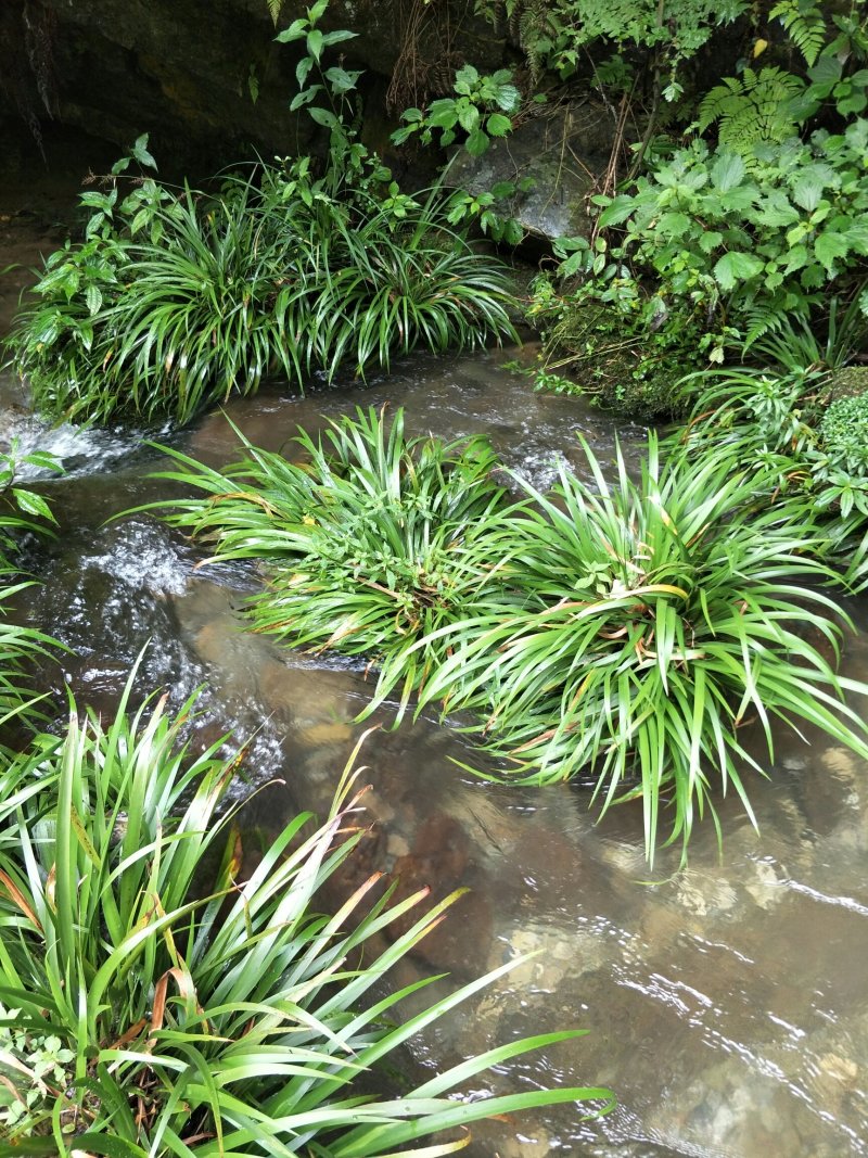 大深山里的野野生石菖蒲