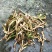 大深山里的野野生石菖蒲