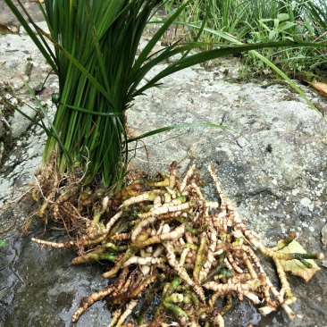 大深山里的野野生石菖蒲