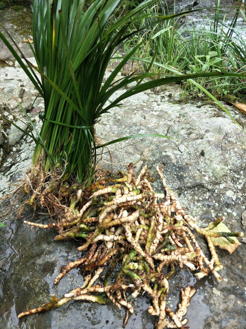 大深山里的野野生石菖蒲