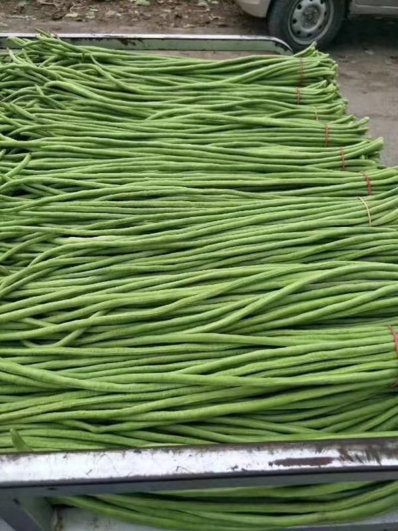【便宜了】长豆角，豇豆，基地货大量上市供应中来电