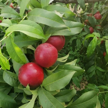 油桃