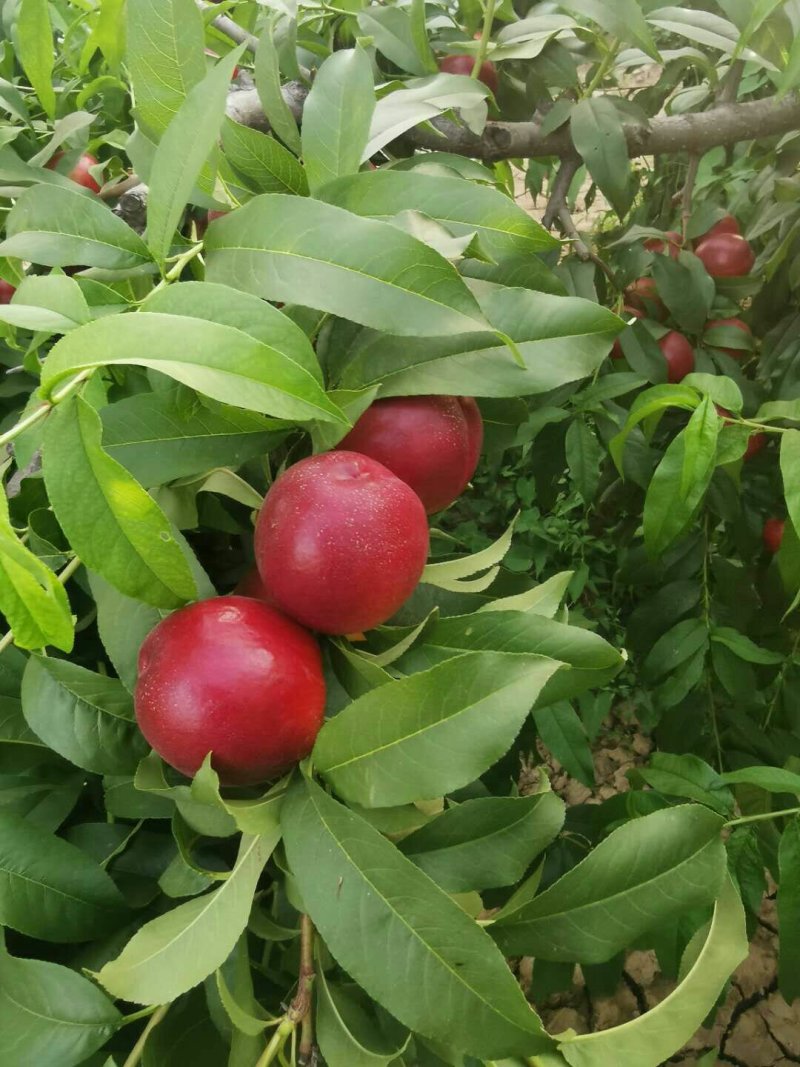 油桃