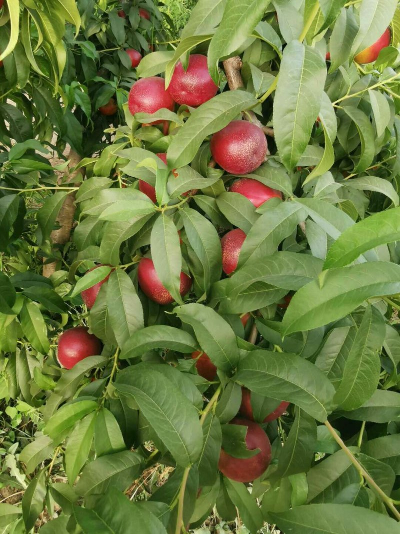 油桃